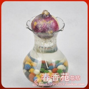精致塑料花瓶【水培瓶透明】适合风信子种球|绿萝等水培植物 高