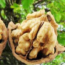 热销 果真了得  野生老树核桃 无漂白 3斤包邮送夹子 非薄皮核桃