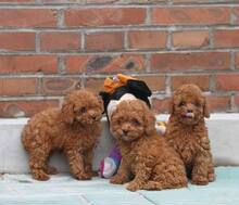 CKU认证 泰迪 泰迪幼犬 泰迪狗狗 贵宾犬泰迪熊