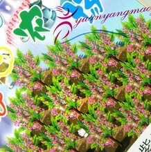 [1691]新品QQ开心农场 迷你植物 DIY盆栽 驱蚊草 紫玫瑰 50g