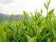 新茶 黄山名茶休宁松萝茶