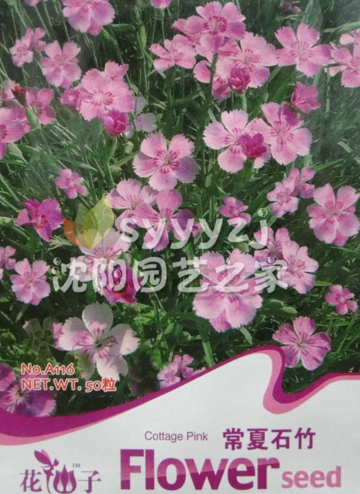 ★购物满30元限拍一件★花仙子园艺【常夏石竹】自封20粒