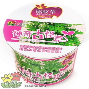 天然驱蚊植物 驱蚊草 神奇古怪草 办公室植物 防辐射种植 0.06kg