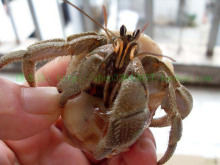 另类宠物寄居蟹-----灰色2-3CM