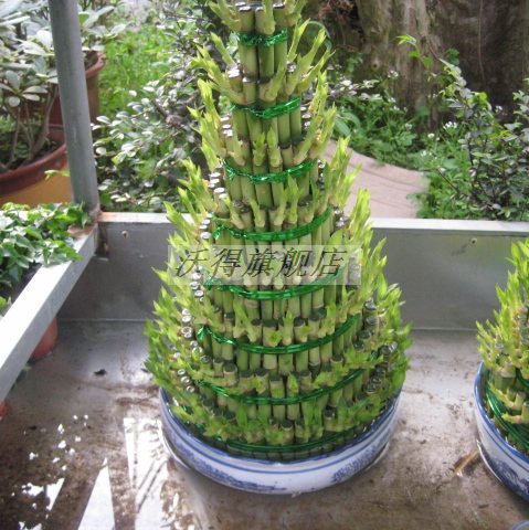 精品花卉水培植物 富贵竹 富贵金字塔 实物照|msdalam kategori penghantaran bunga/bunga simulasi/tumbuhan berkebun, bunga/Tumbuh-tumbuhan tumbuh-tumbuhan pasu (baru), tumbuh-tumbuhan hijau - dari Buy2taobao.com untuk memberikan perkhidmatan ejen Taobao profesional membeli