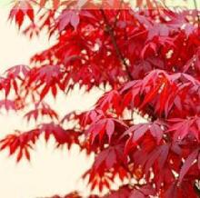 基地直销-美国红枫树苗 红枫苗 盆栽花卉 大苗
