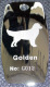 精工打造出口美国高级宠物铭牌狗牌 黄金猎犬金