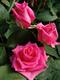 精品玫瑰花新品上市
