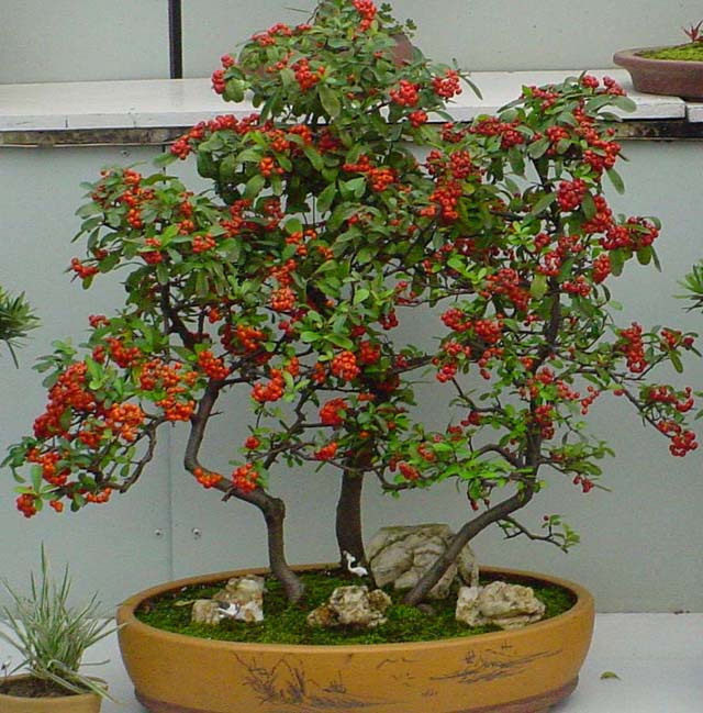 盆栽花卉**火棘苗**满树红果惹人爱**还可以做刺篱笆