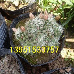 仙人类、小型多肉植物 仙人球【多头金星球】在类目 鲜花速递/花卉仿真/绿植园艺, 创意迷你植物中 - 来自Buy2taobao.com提供专业的淘宝代购服务