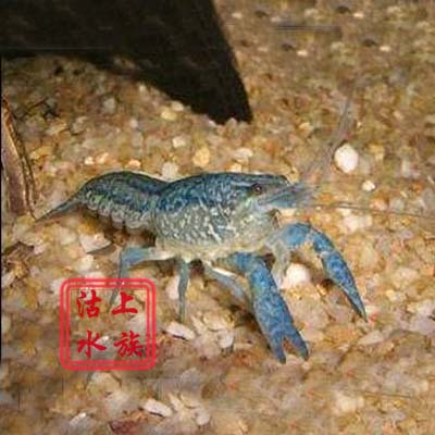 『沽上水族』龙纹虾观赏虾鳌虾活体(会变色的宠物虾)蓝龙纹在类目 宠物/宠物食品及用品, 水族世界, 虾中 - 来自Buy2taobao.com提供专业的淘宝代购服务