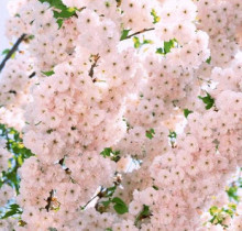 出售山樱花 满树繁花如云似锦 3年苗 樱花苗 大花重瓣樱花树苗