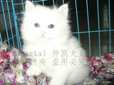 taobao english 12942142058