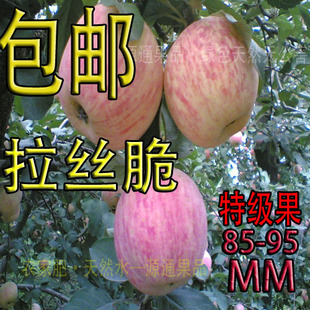  新苹果山东新鲜水果烟台苹果红富士苹果 新鲜水果 7省包邮