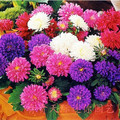 阳台 庭院 室内 盆栽 种植 高尔夫翠菊 种子 菊花种子 四季播