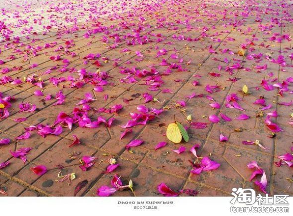 【店铺装修宝典】之淘宝公告栏代码大全 ,留着