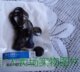 森海塞尔MX500RC-L耳机系全新密封工业包装