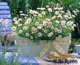 彩包6 A008罗马甘菊 香草 花种子]【多年生.浓郁的苹果芳香】