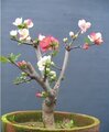 【春曲】复色海棠花树苗  盆栽花卉植物     