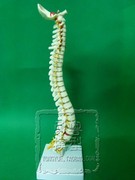 中型35cm脊椎骨模型人体，骨骼骨架