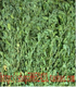 2009最后一茬紫花苜蓿草 新草嫩绿 净重1kg 限购2公斤