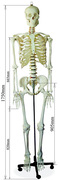 头骨模型颈椎模型170cmt人体大骨骼模型 骷髅骨架标本脊椎模型包