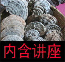 小铁柱哥灵芝 东北长白山野生灵芝 正品平盖灵芝树舌 冰雪生长