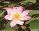 水生花卉-碗莲