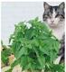 猫咪最爱-猫薄荷猫草20粒元