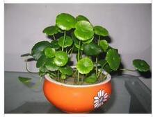亏本处理中 水培植物 铜钱草 1分钱甩卖