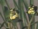 菊慈童(这个不是1盆的价格)1苗350