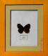 蝴蝶标本装饰画/DIY蝴蝶标本