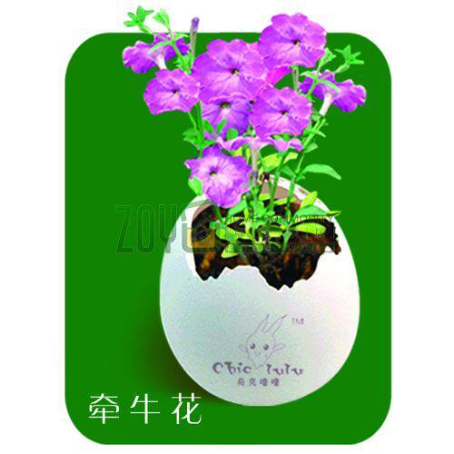 矮牵牛花