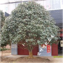 出售 百年桂花树 树苗 桂花 苗 金桂 桂花树100年金桂