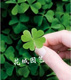 【天津商盟】四叶幸运草种子-四叶草种子-花卉种子