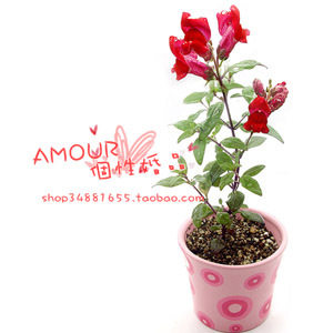 迷你植物(ZW-07)