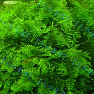 【天水寶館】中前景水草三角莫絲摩絲 三角摩斯莫斯墨絲moss 9X9在類目 寵物/寵物食品及用品, 水族世界, 魚缸等水族設備, 水草中 - 來自Buy2taobao.com提供專業的淘寶代購服務