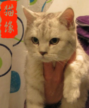 银色稀有英短渐层公猫 配种