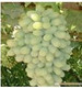 果树苗品质最佳无核葡萄白牛奶葡萄