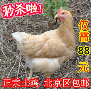  北京平谷农家散养柴鸡母鸡草鸡土鸡纯粮食喂养 鸡肉补品北京包邮