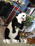 真毛高仿真动物大熊猫工艺品国宝熊猫动物标本教材大熊猫
