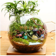 苔藓微景观生态瓶负离子盆栽微观景观迷你植物苔藓盆景创意盆栽