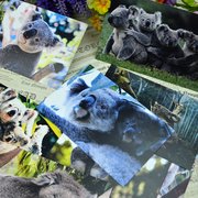 澳大利亚动物明信片合集 萌系考拉澳洲袋鼠树袋熊贺卡8张