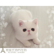 出售纯种活体宠物加菲猫异国短毛，猫纯白色加菲，幼猫家养宠物猫p
