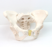 enovo颐诺标准女性骨盆妇科检查模型，人体骨骼标本骨盆测量模型