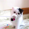 纯种活体宠物加菲猫异国短毛猫黑白，梵加菲妹妹幼猫家养，包健康(包健康)g