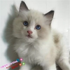 cfa血统蓝双色布偶猫幼猫出售纯种，活体宠物猫咪幼崽布偶小猫g