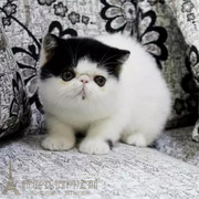 出售宠物小猫咪异短加菲猫活体，幼猫黑白色，纯种加菲异国短毛猫p