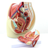 ENOVO颐诺女性盆腔解剖模型 人体生殖泌尿系统子宫妇科医学模型骨盆模型盆底肌教学计划生育女性内外器官构造