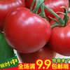 蔬菜种子 阳台种菜 盆栽 水果番茄种子 红果番茄
